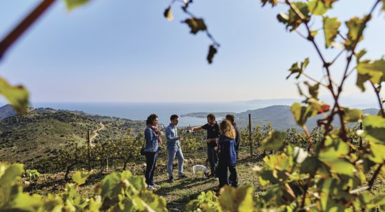 The Wine Routes of Catalonia